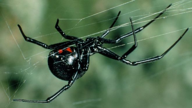 vedova-nera