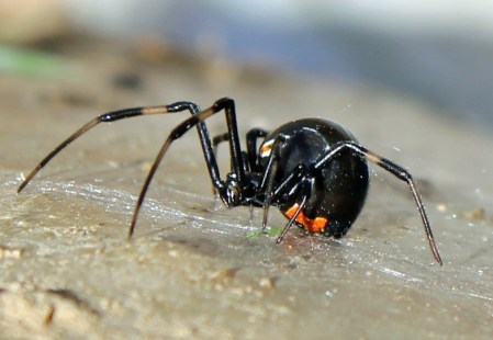 Black-Widow-21686369.jpg